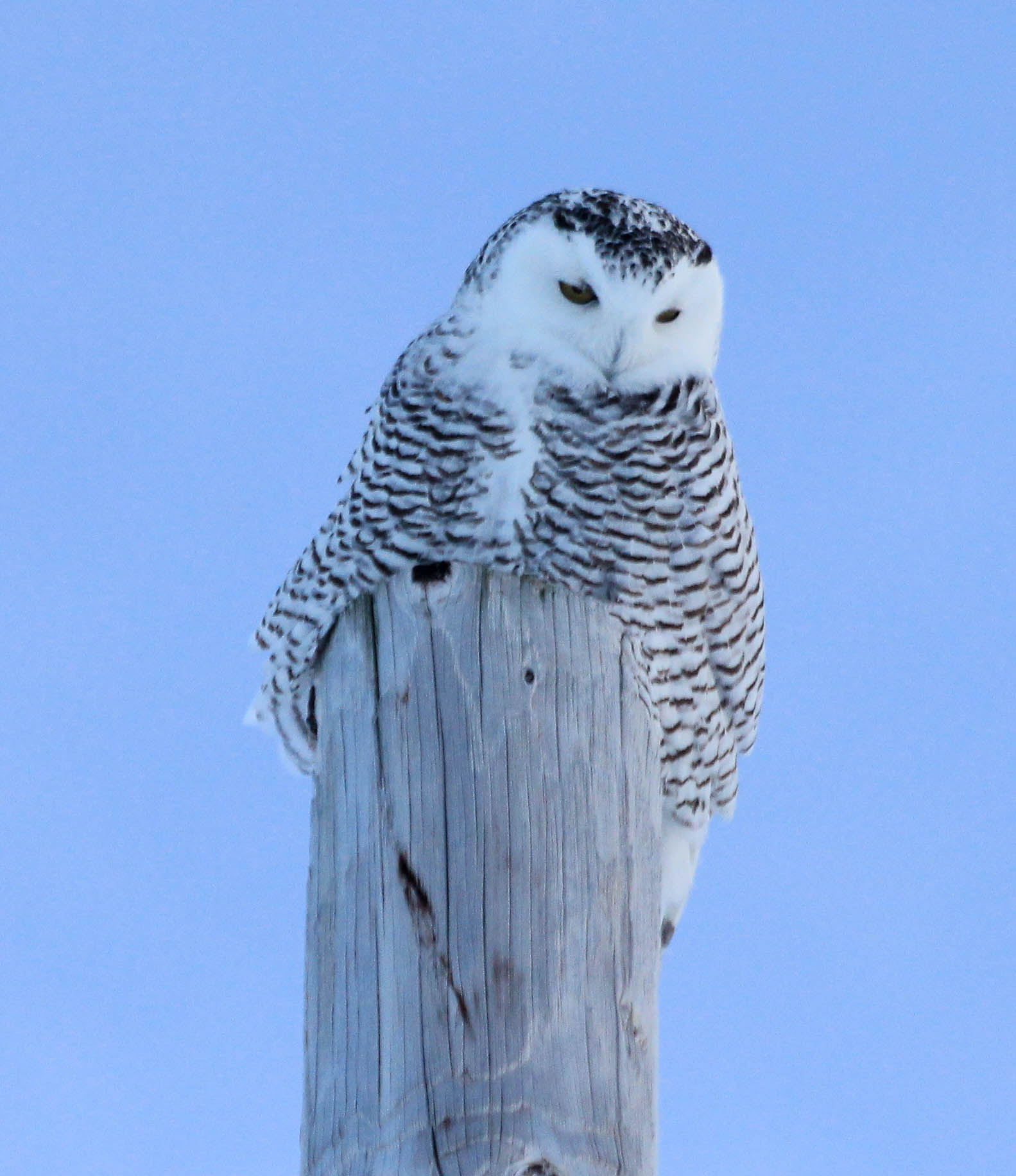 Snowy Owl 2.jpg