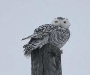 Snowy Owl_resize.jpg